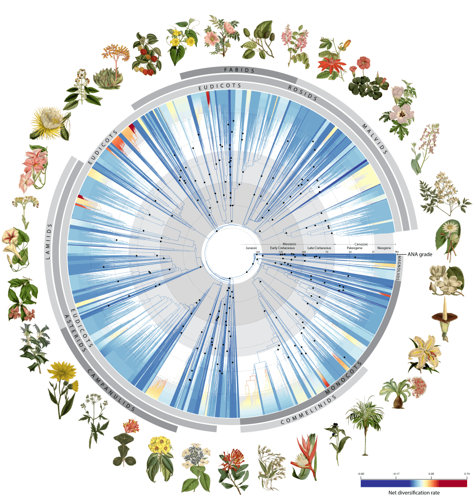 Missouri Botanical Yard scientists help create groundbreaking tree of life