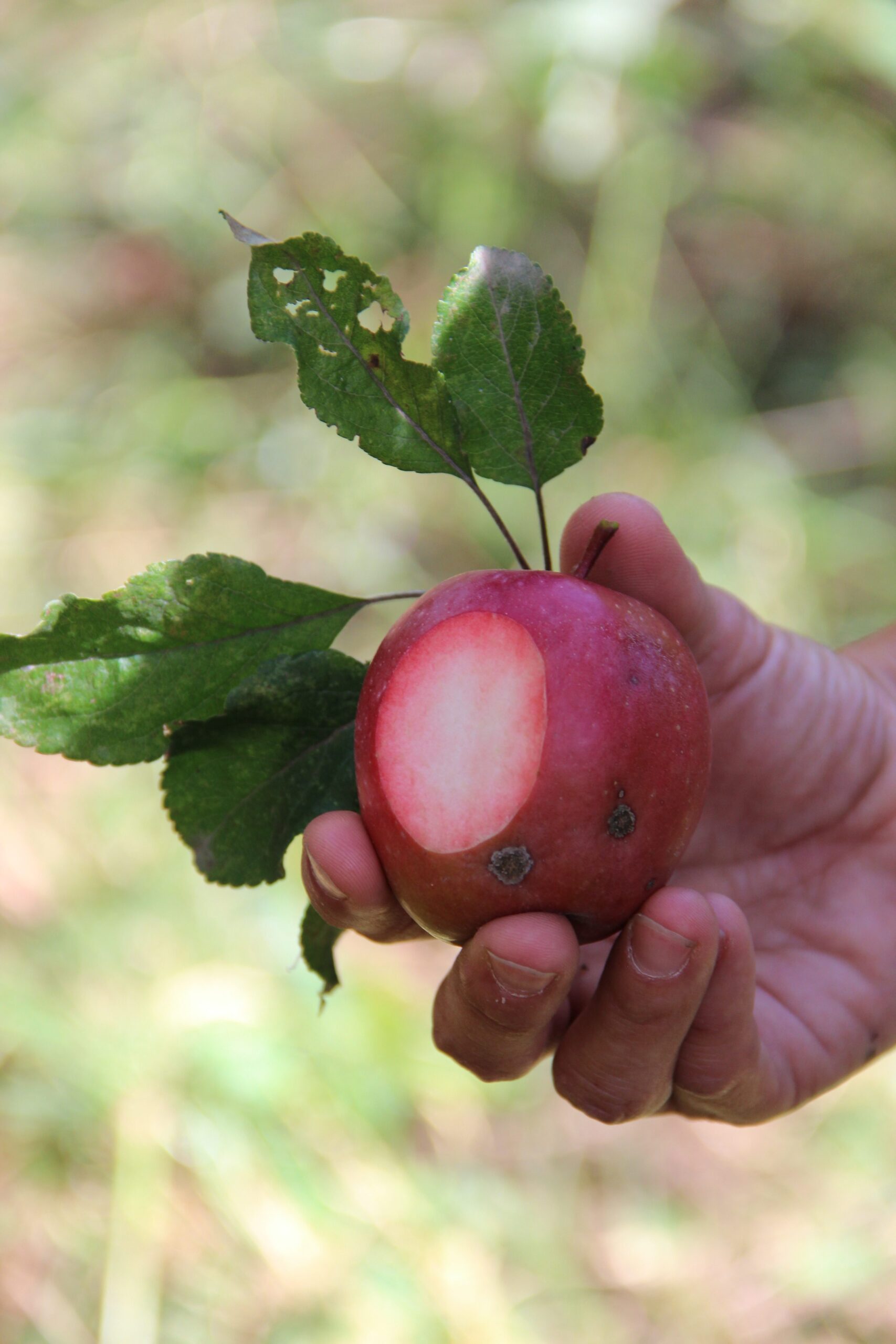 Kyrgyzstan: A hotspot of biodiversity