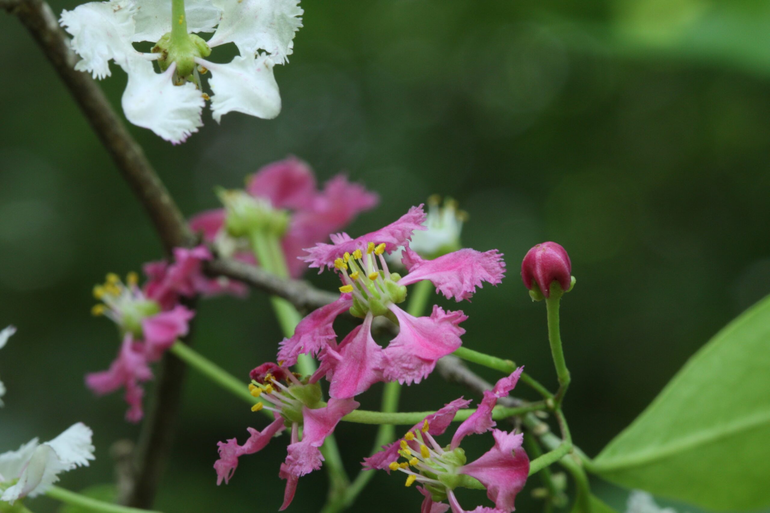 New species described by Missouri Botanical Yard Scientists in 2023