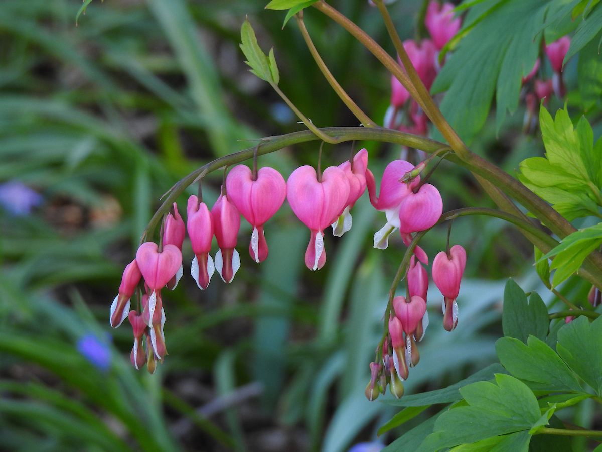 9 distinctive vegetation that evoke love