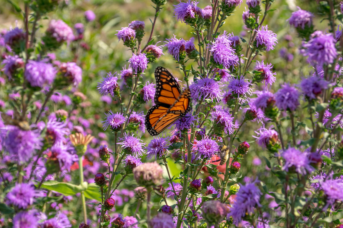 Why you can be seeing fewer monarch butterflies this fall