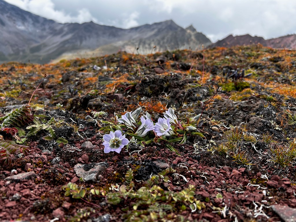 Native climate Change throughout the Himalayas