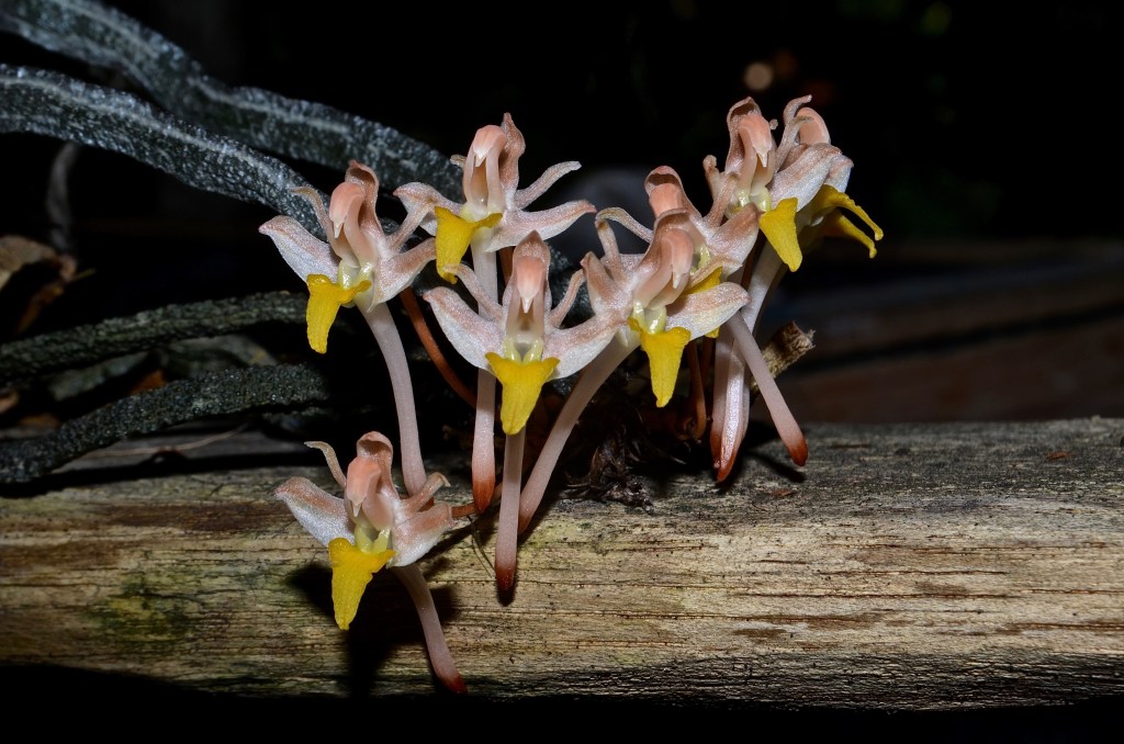 Yard Scientists Describe Unusual New Species of Leafless Orchid