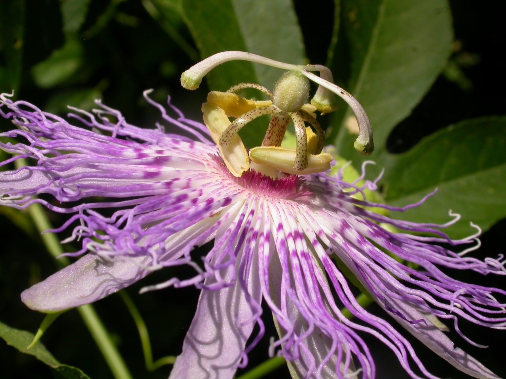 Purple Passionflower Plant Profile