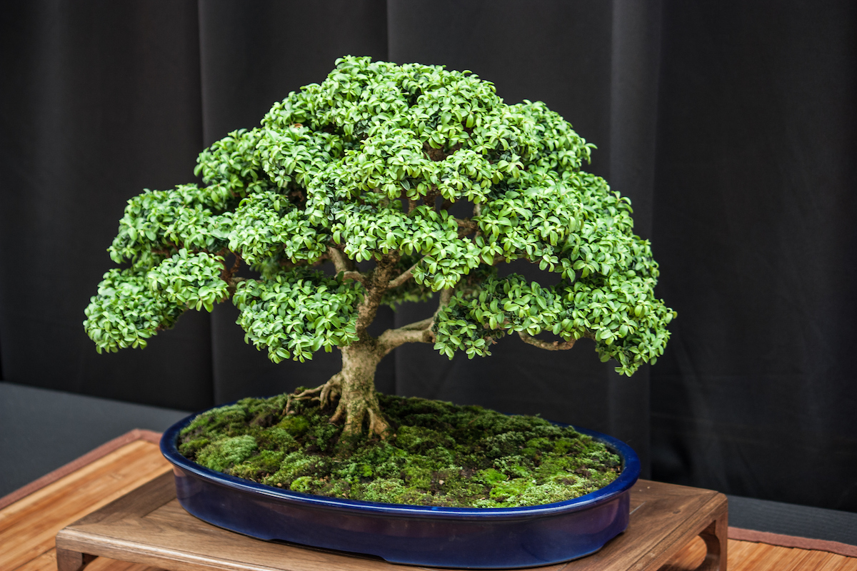 Bonsai for Newcomers from the Missouri Botanical Yard