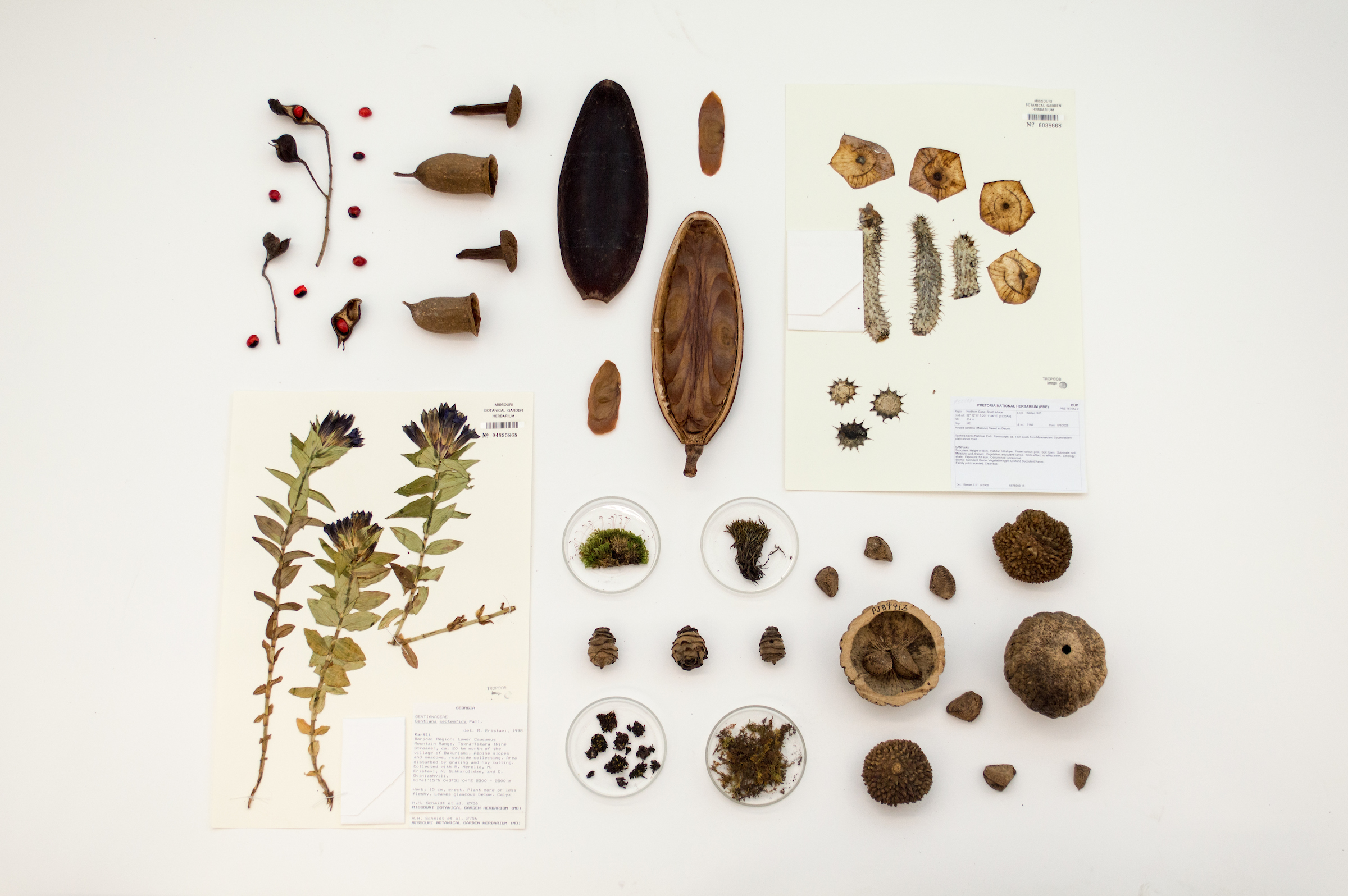 Why Ineffective Crops matter: The importance of An Herbarium