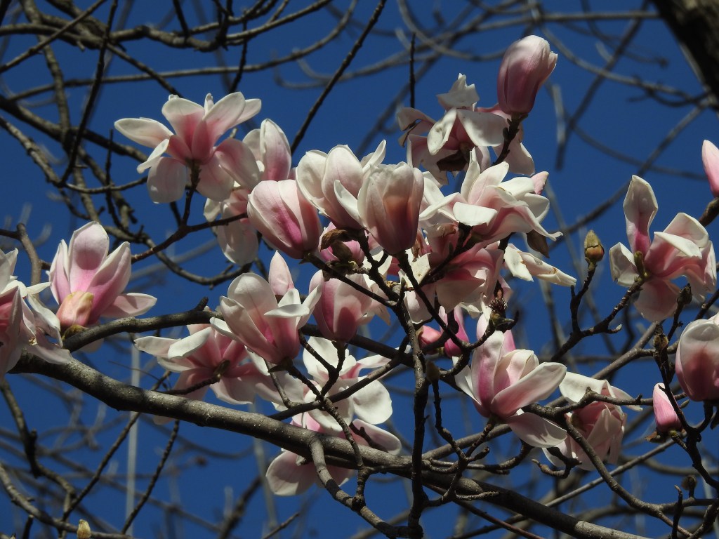 Saving Spring: Rising Unusual and Endangered Magnolias