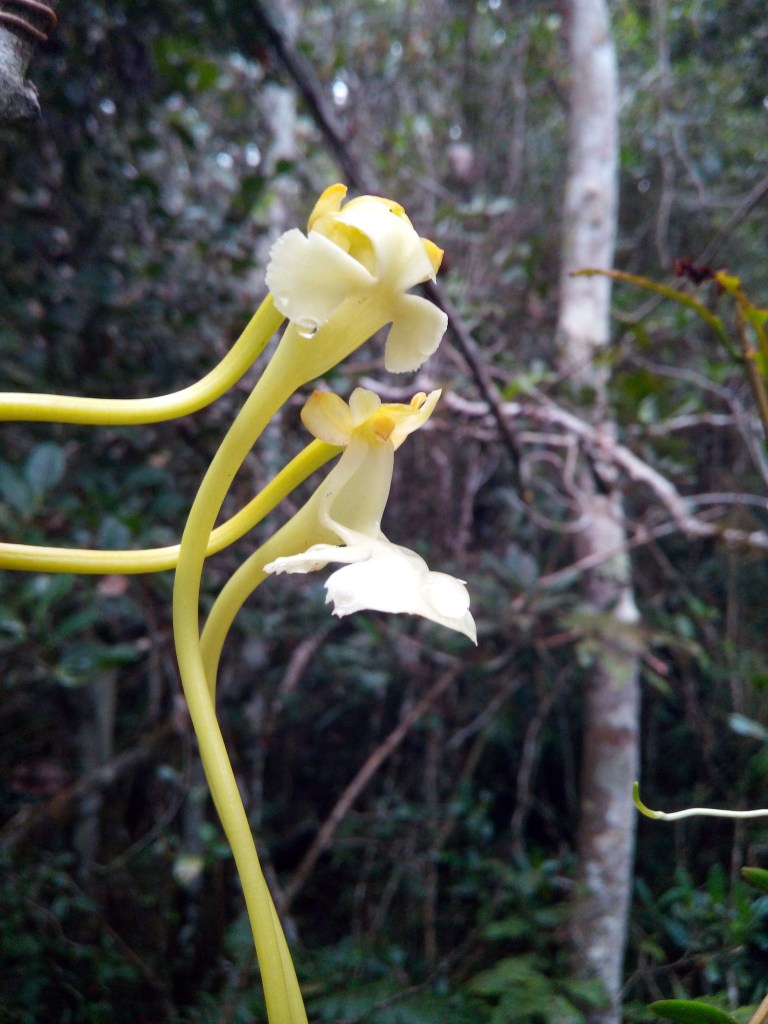 Yard scientists uncover new Darwin’s Orchid species