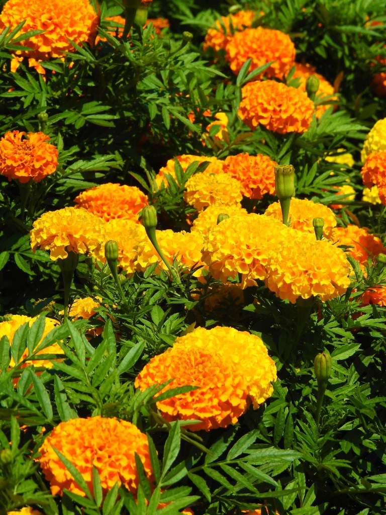 The Vegetation of Día de los Muertos 