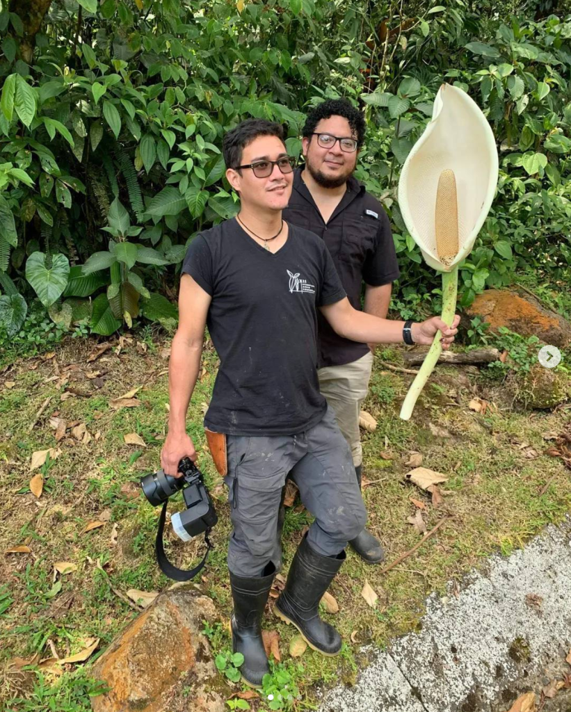 File-Setting Monstera Amongst Newly Described Species