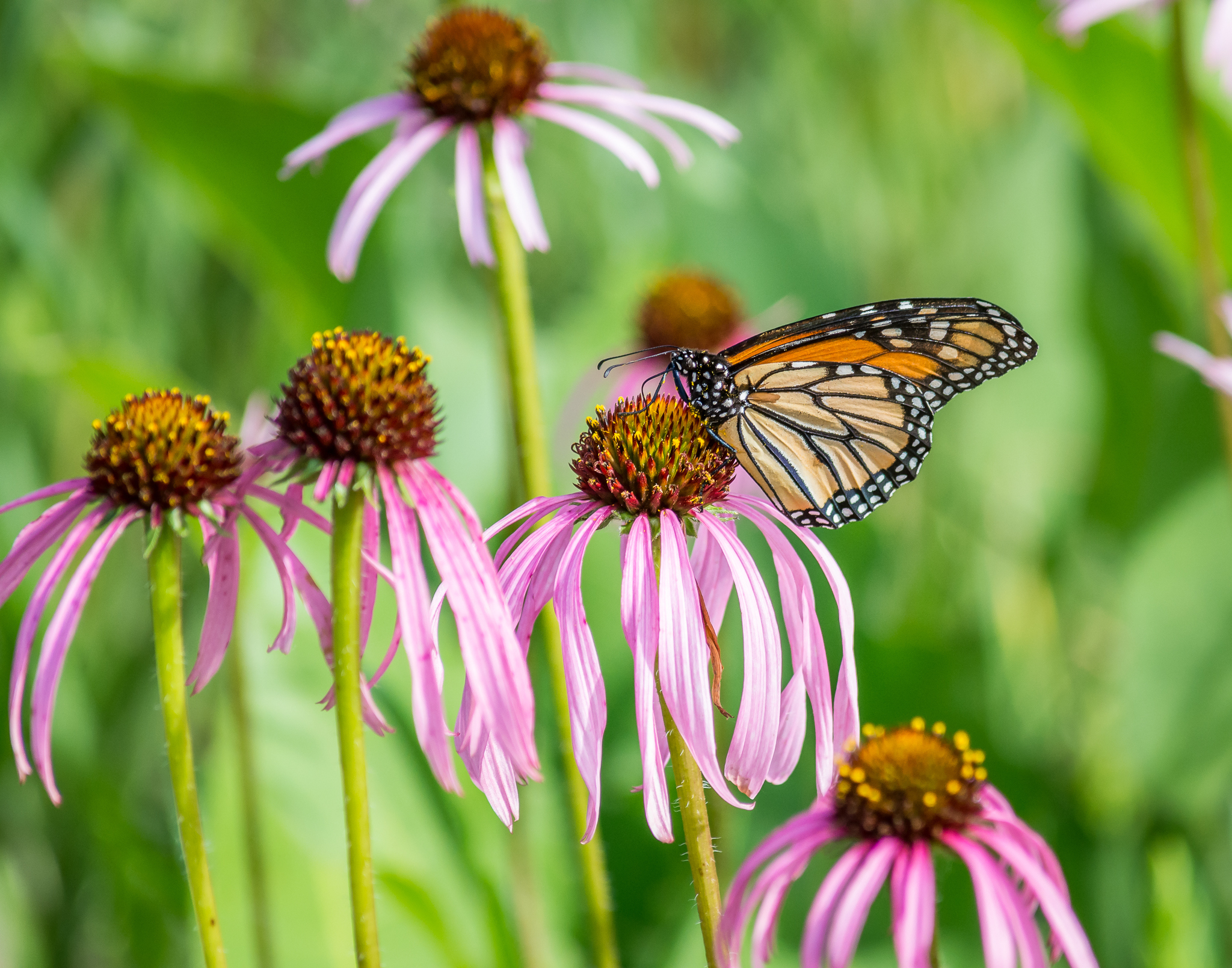 Plant Profile: Coneflowers  – Uncover + Share