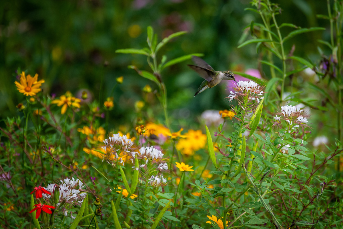 The next step throughout the native plant movement