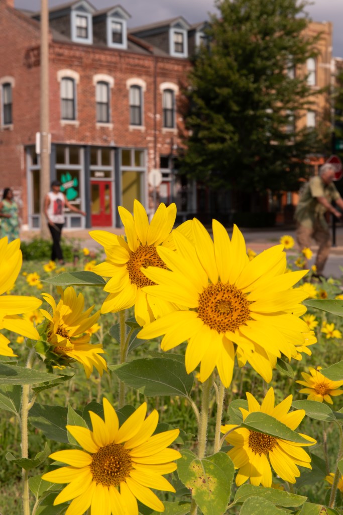 Sunflowers for Sustainability – Uncover + Share