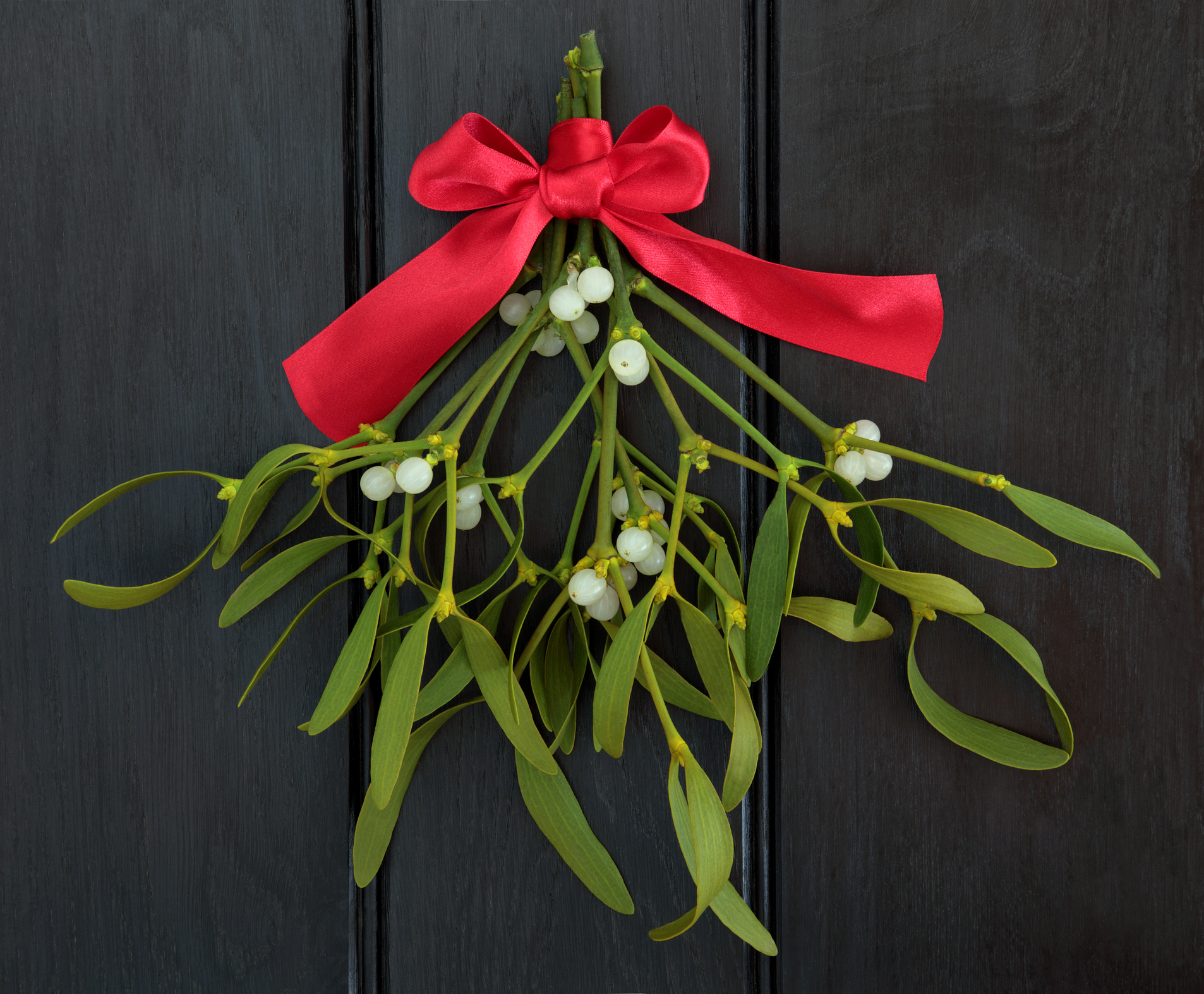 Plant Profile: Mistletoe