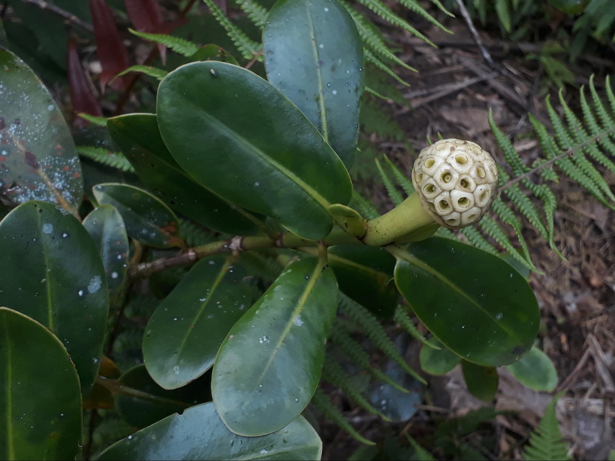 10 New Plant Species Discovered by Yard Scientists in 2019