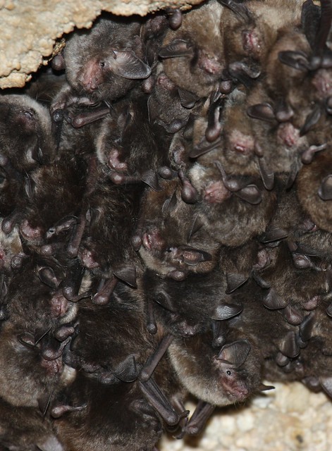 Endangered Bats Highlight Biodiversity at Shaw Nature Reserve